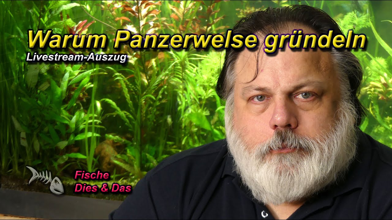 WARUM PANZERWELSE IM BODENGRUND GR&Uuml;NDELN