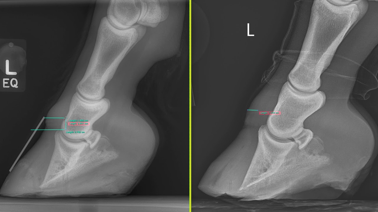 Equine Monthly - Laminitis