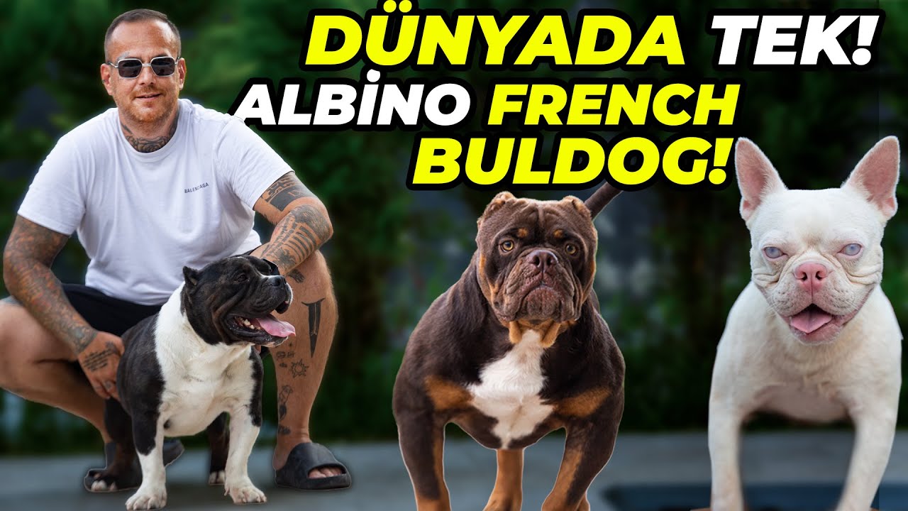 Ev Parasına Alınan TÜRKİYE'DE TEK Amerikan Bully'ler ve Nadir Bulunan ALBİNO French Buldog!