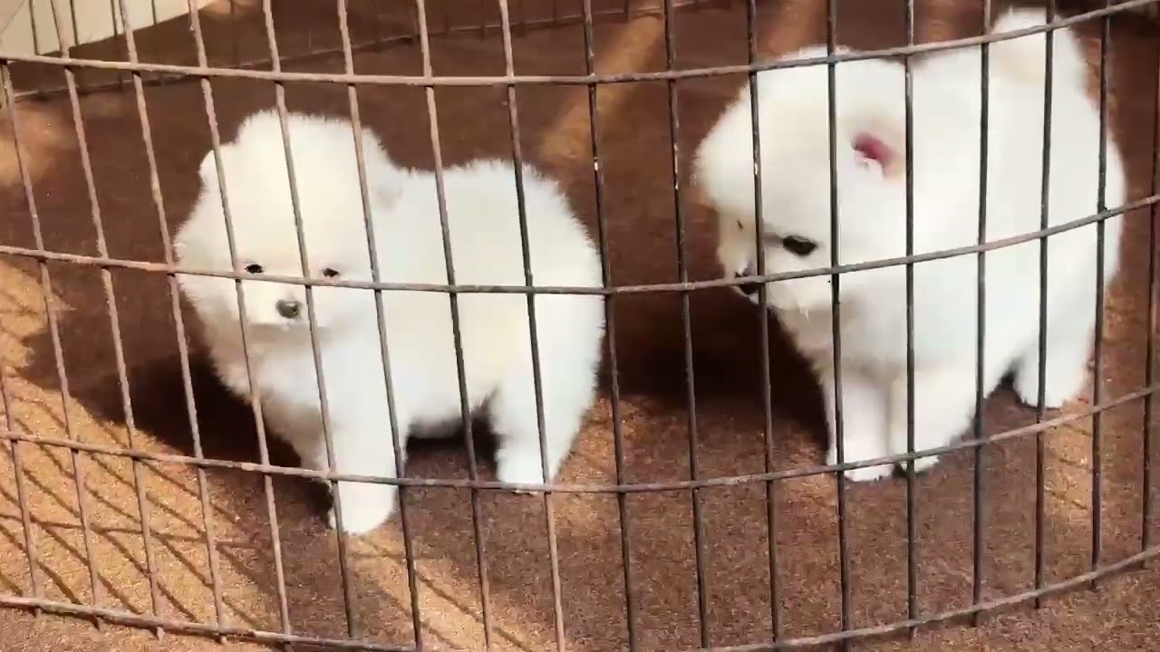 Toy pom dog| 