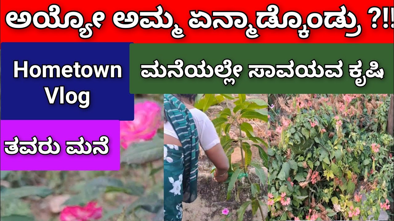 ಅಯ್ಯೋ ಅಮ್ಮ ಏನ್ಮಾಡ್ಕೊಂಡ್ರು#gardening #ತವರುಮನೆ#kannadayoutuber #sudharshanvlogs #plants #dailyvlog 