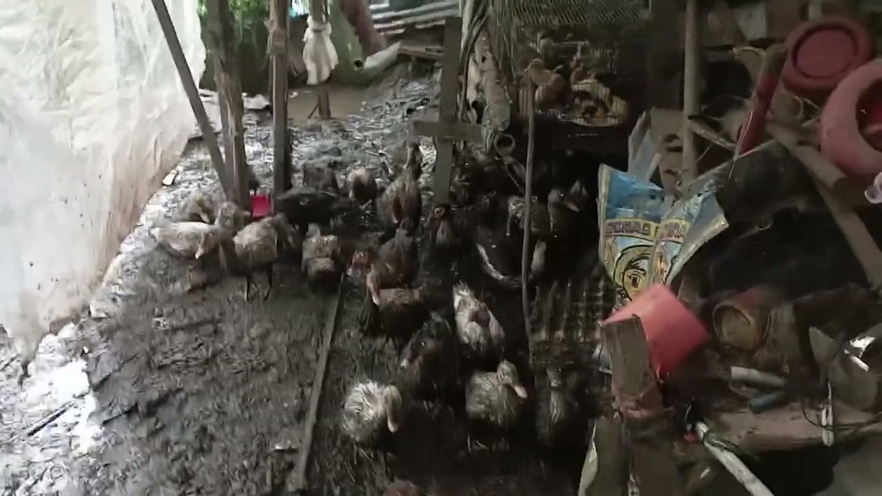 Situasi hujan kandang becek namun entok tetap bertahan secara alami duck farm organik