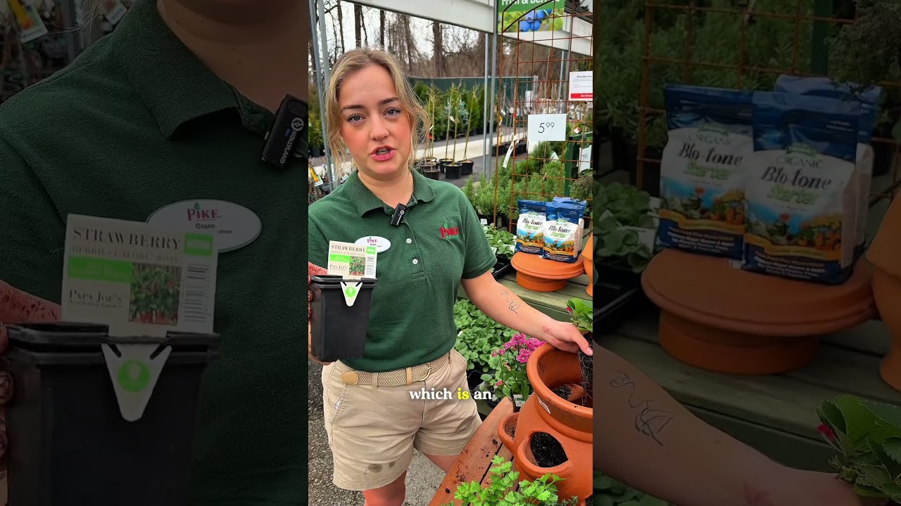 🍓 Хотите выращивать клубнику на небольшой площади?