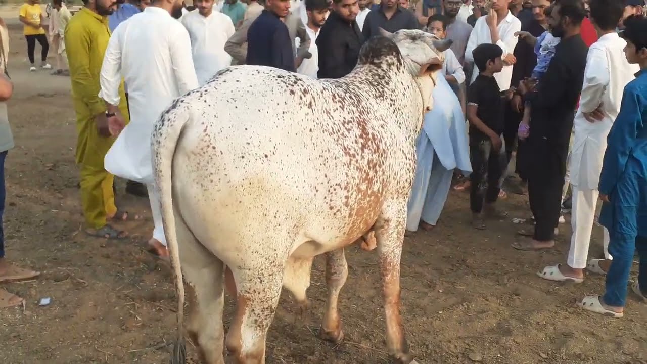 Mandi update 2025 qurbani wala Eid | Faisalabad Mandi