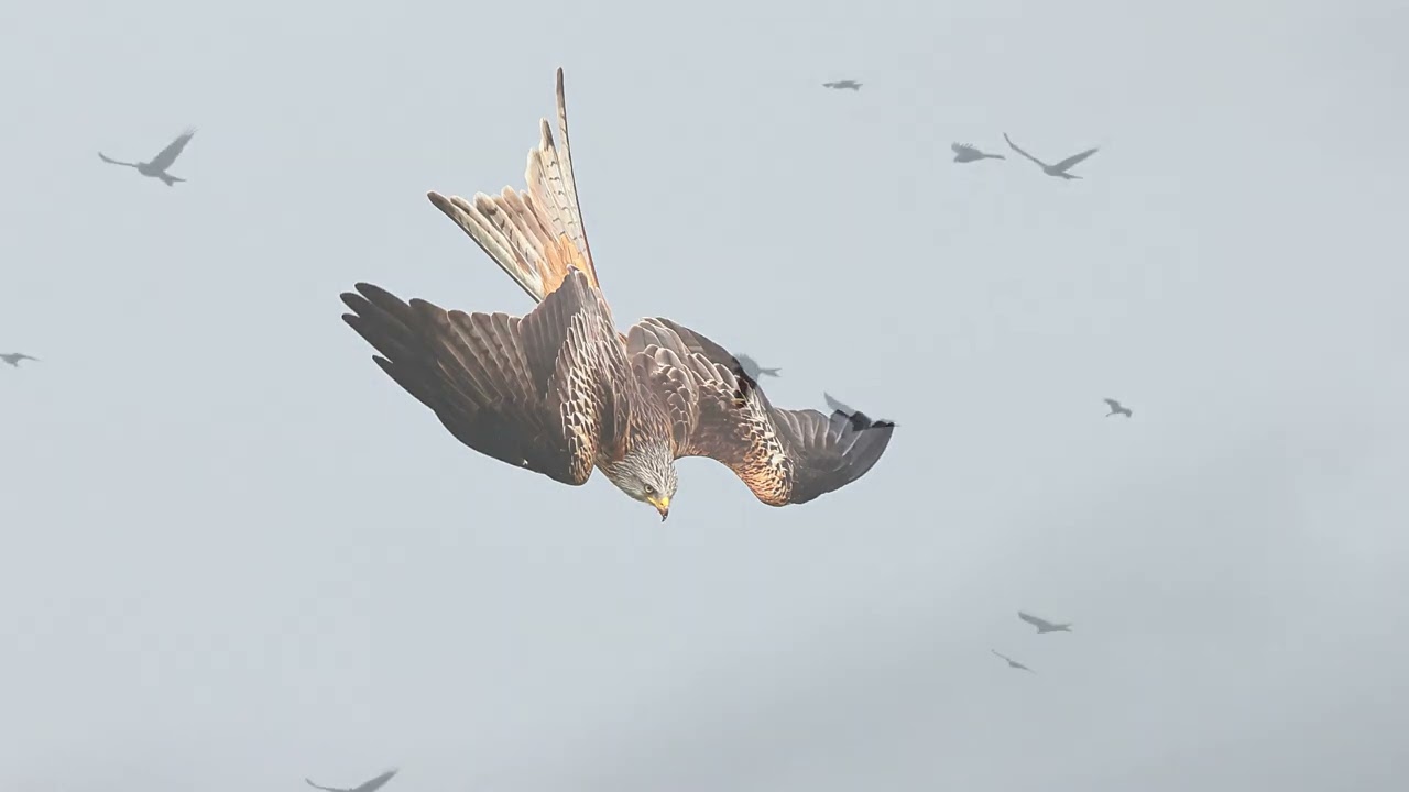 RED KITES at Gigrin Farm, Rhayader