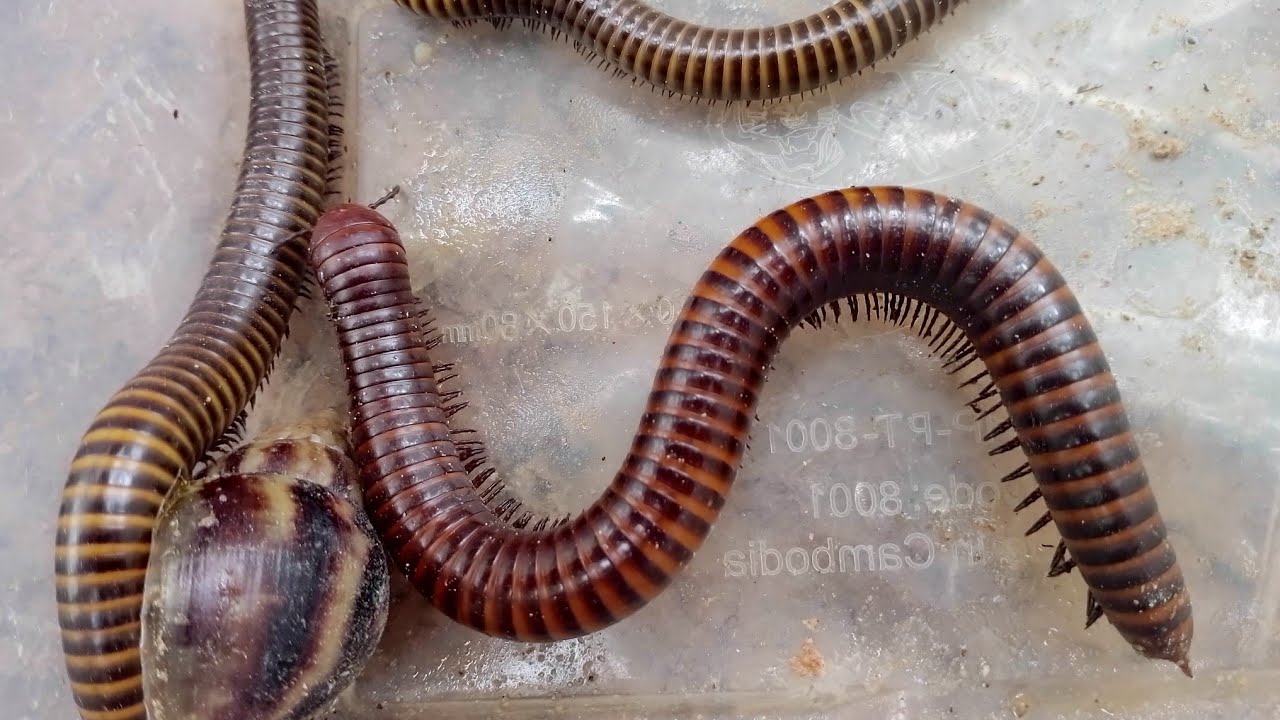 Millipede & snail  slow travelers of the forest