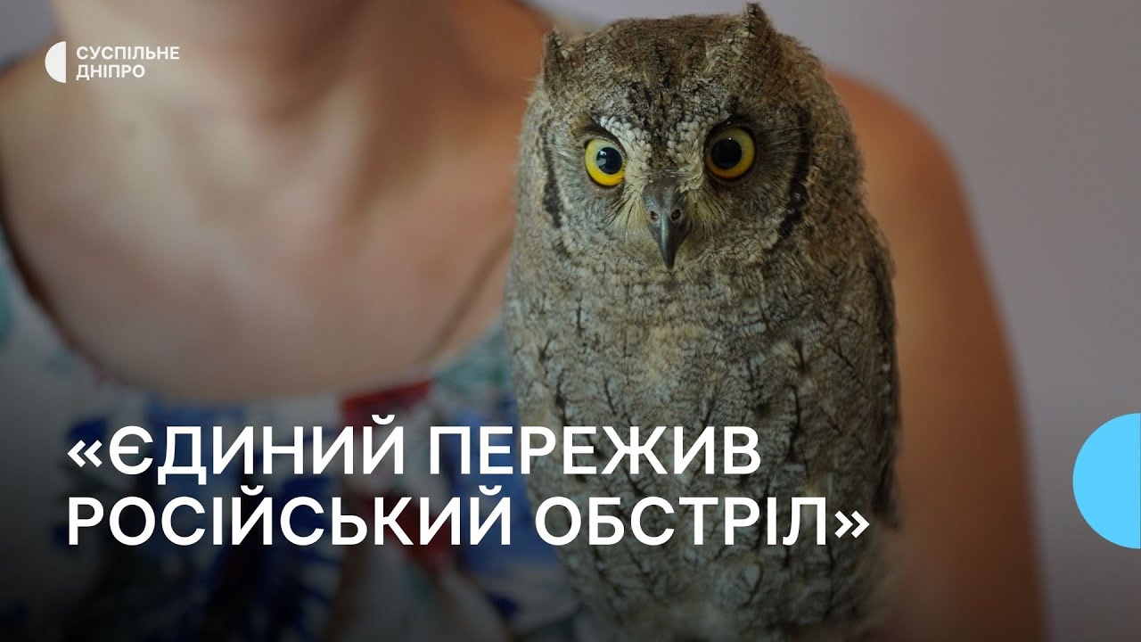 Червонокнижне совеня з Нікополя лікують у ветлікарні Дніпра
