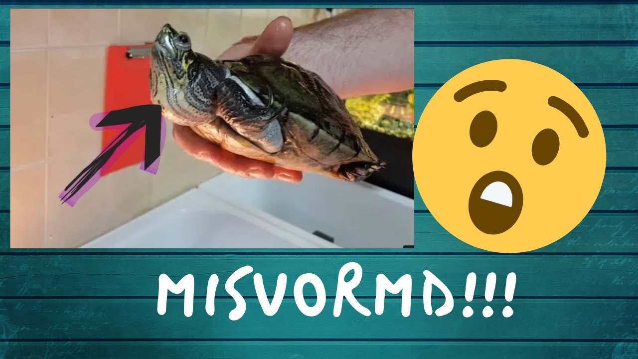 ERNSTIG ZIEKE SCHILDPADDEN