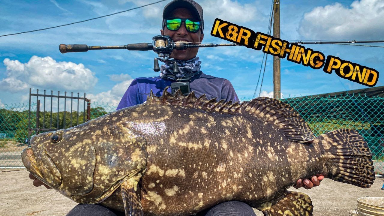 BIGGEST GROUPER OF MY LIFE