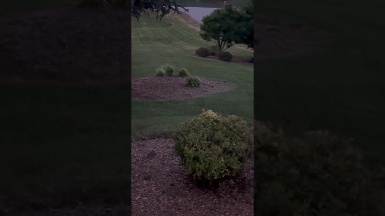 Lightning bugs and fireflies