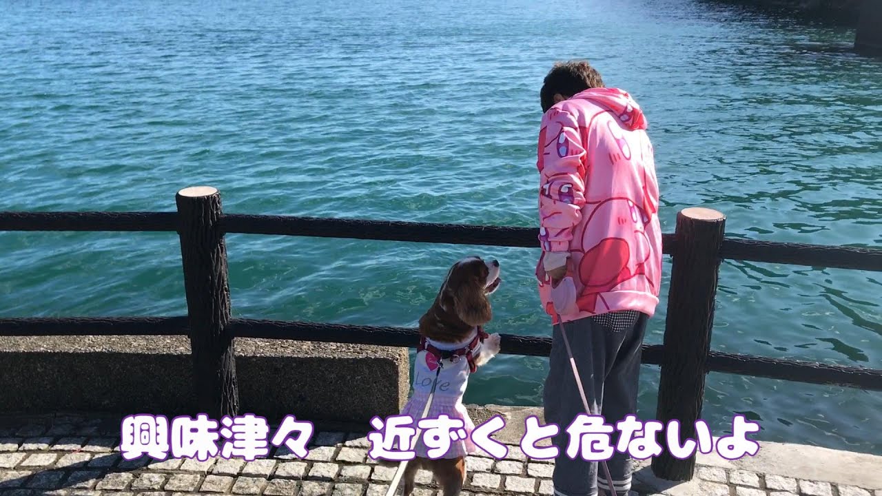 キャバリア犬　コテージ旅行　透き通る海　広～い敷地　ドックラン