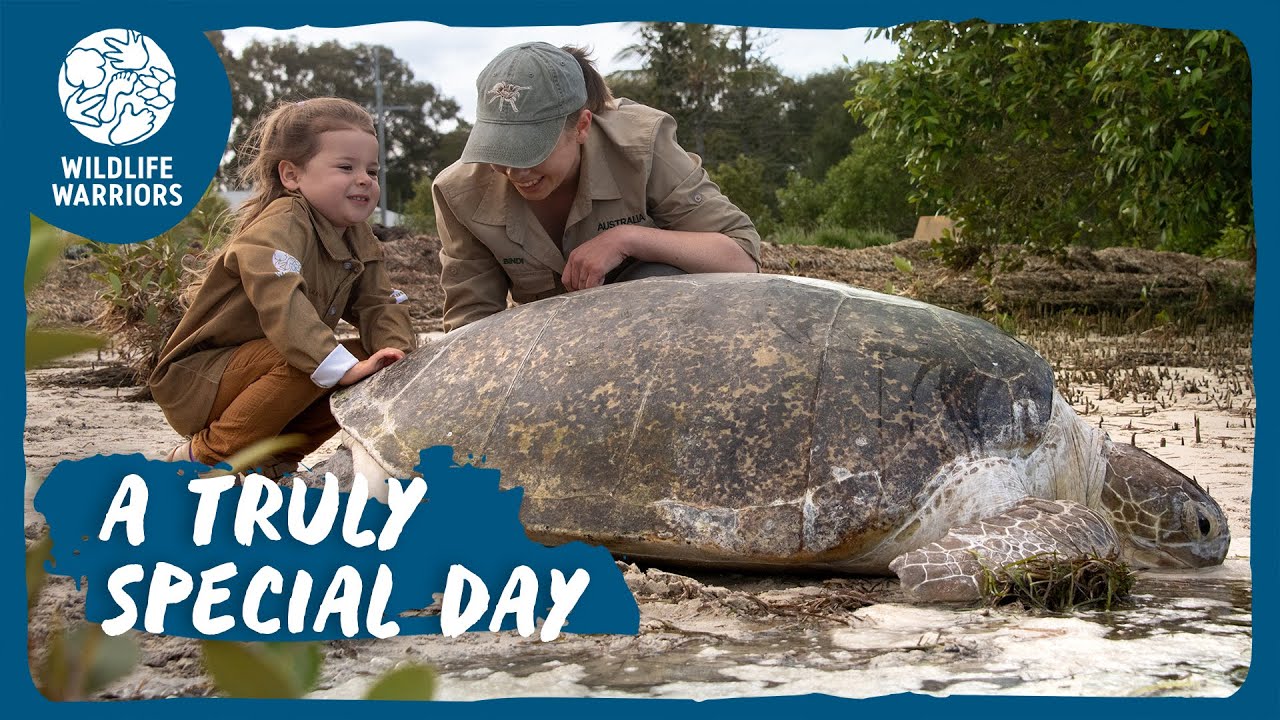 Grace Helps Her Turtle Friend Return to the Wild | Wildlife Warriors Missions