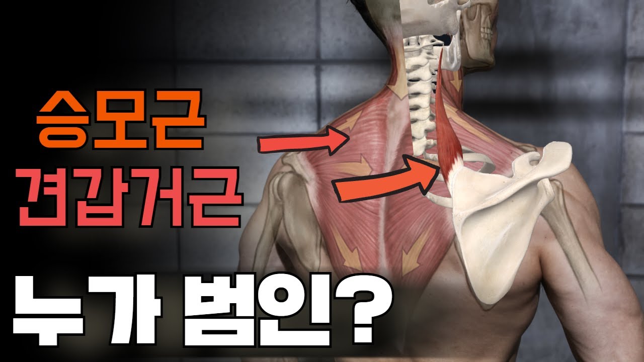 어깨가 뭉치는건 이 근육 때문이다.(상부승모근vs견갑거근)