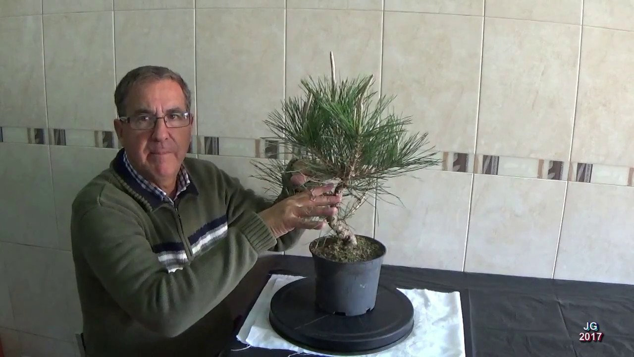 Pino negro japonés  Curso básico para principiantes  1ª parte  CORTE DE AGUJAS y VELAS