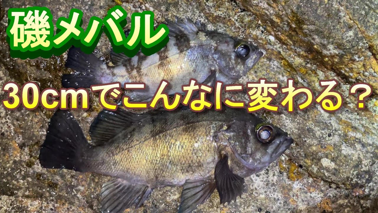 良型狙って磯メバル　30㎝でそんなに変わる？勝敗の分かれ目＠釣りに行こうか