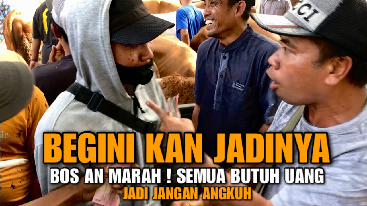SEMUA BUTUH UANG BRO❗️BOS AN MARAH, ini yang Terjadi Jika Sapinya di Tawar Main Main