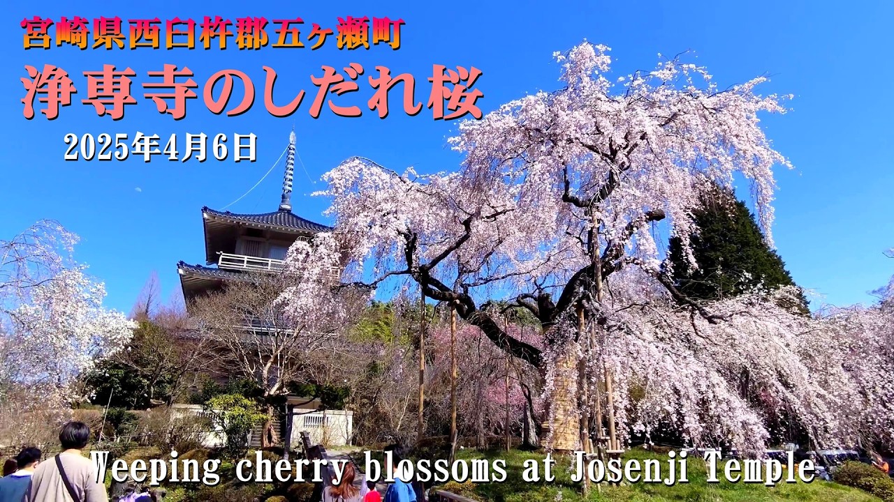 浄専寺のしだれ桜（宮崎県西臼杵郡五ヶ瀬町）