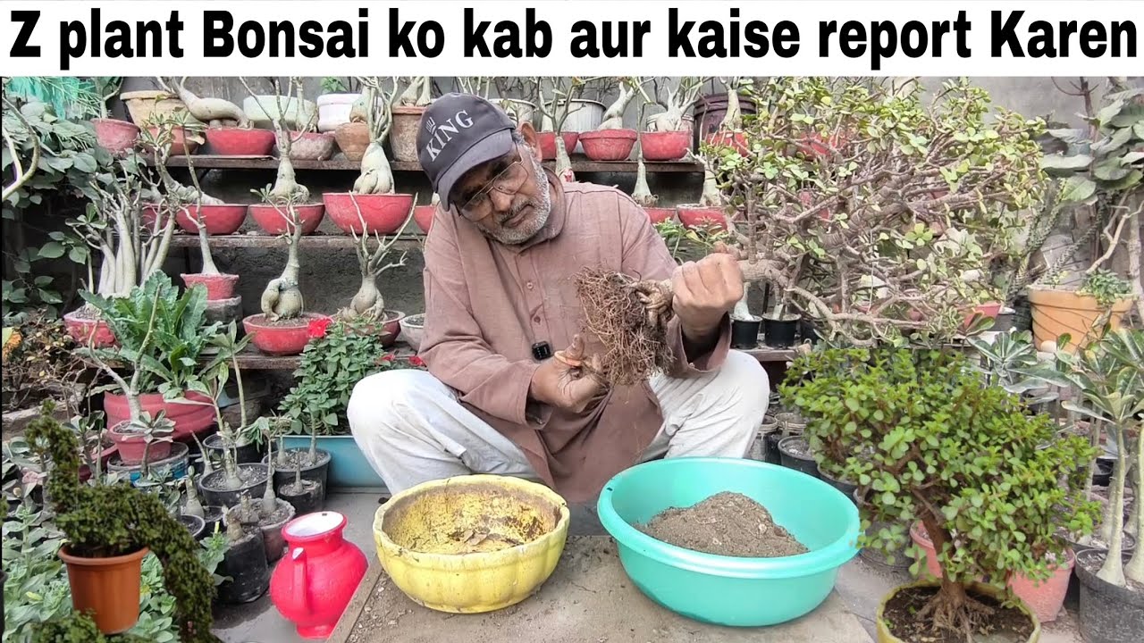 Z plant Bonsai ko kab aur kaise report Karen