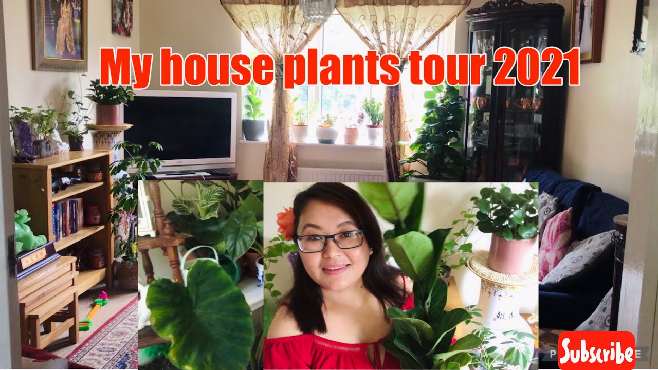 House plants tour 2021 || How many indoor plants i have || Inspired Nepali Mom
