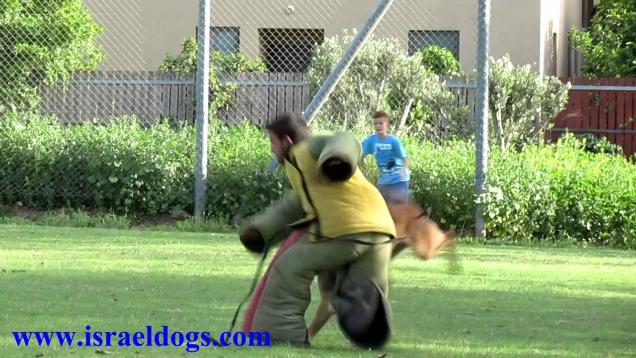 Israeldogs Spike 