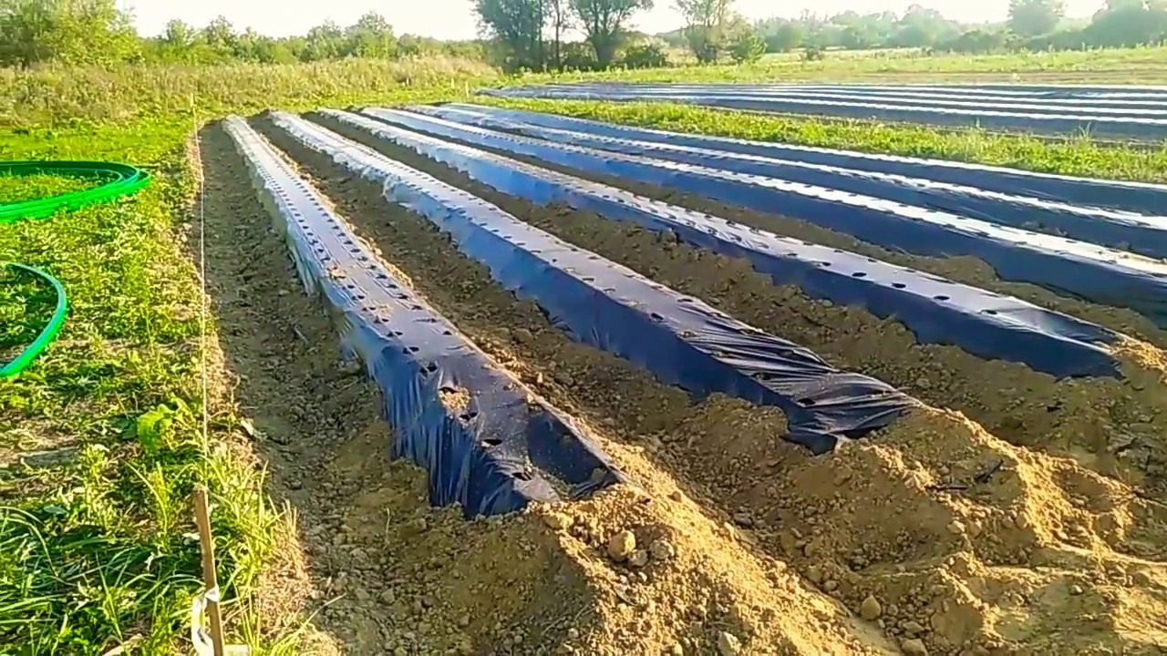 Грядообразователь для клубники (земляники садовой) в действии
