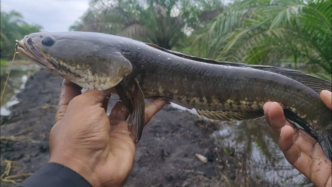 Casting Gabus Di Saat Hujan Badai Langsung Di Kasih Jackpot|| Riview Sofrog Dragon