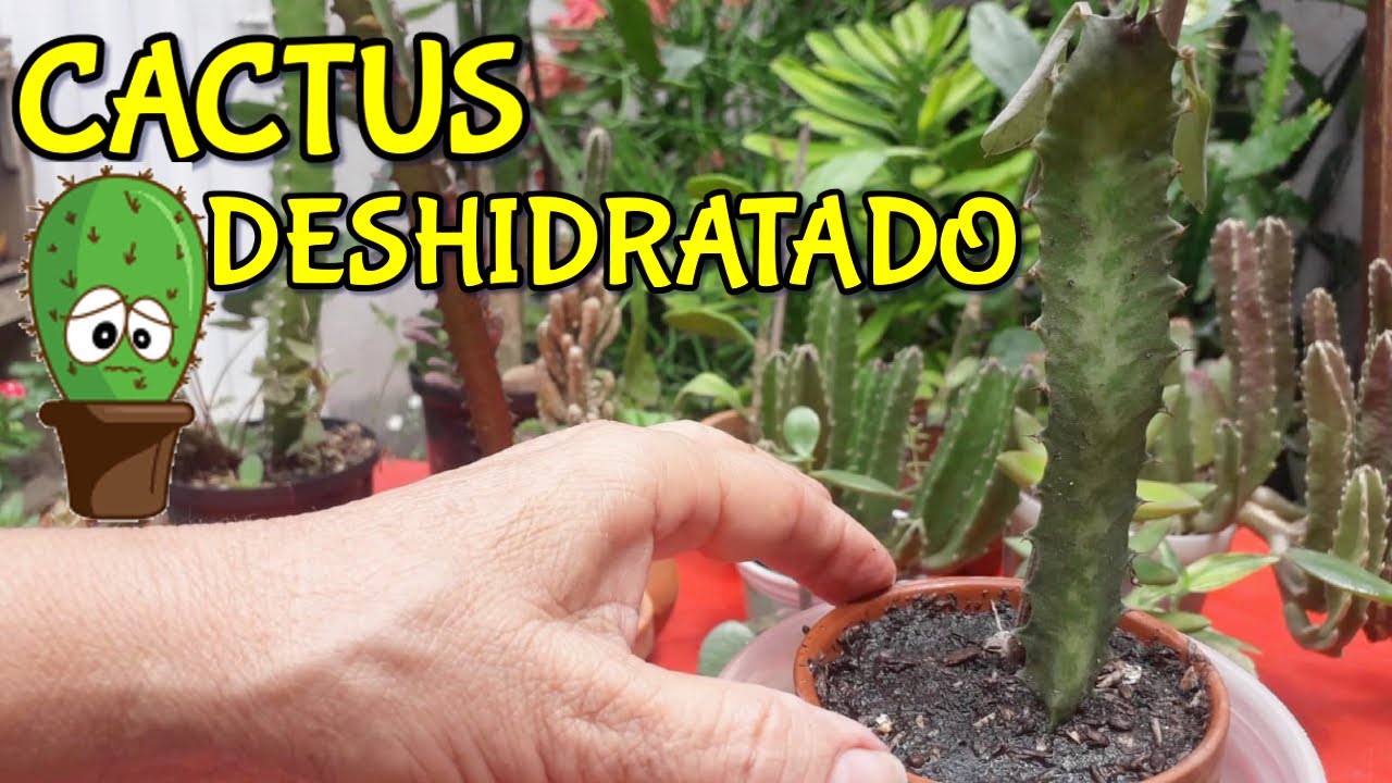 Cómo recuperar un Cactus deshidratado// La mejor forma de hacerlo.