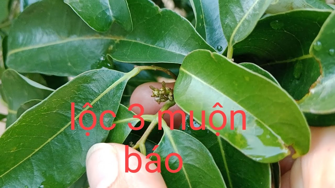 Cơn mưa sáng có ảnh hưởng tới vải không 