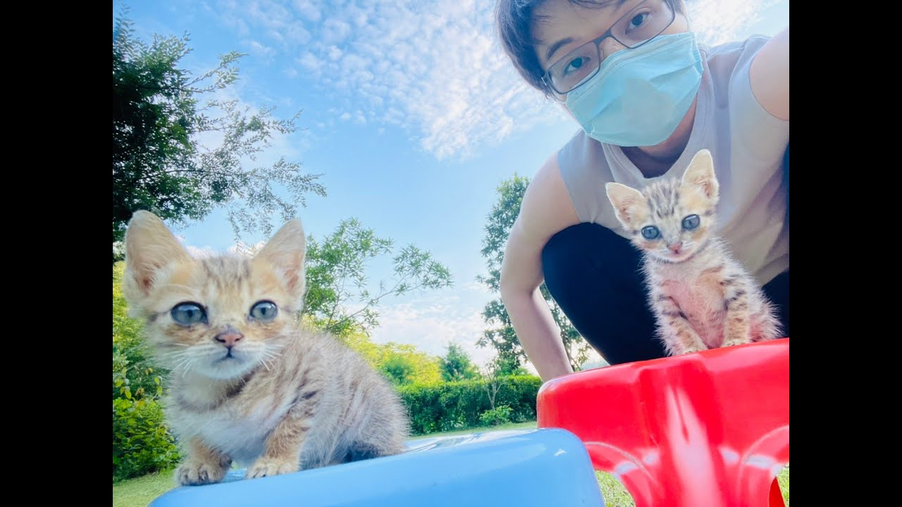 Baby Cats Play Fighting - Cute and Funny Cat Videos