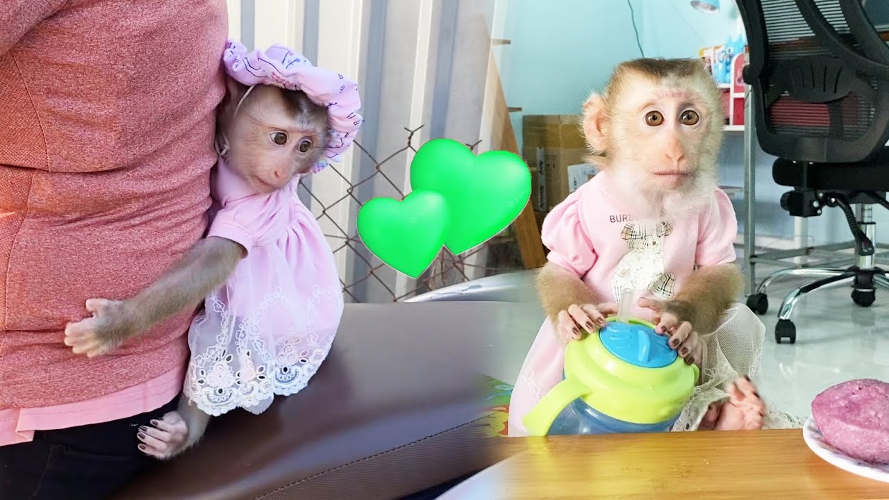 Baby monkey LyLy obediently learns 