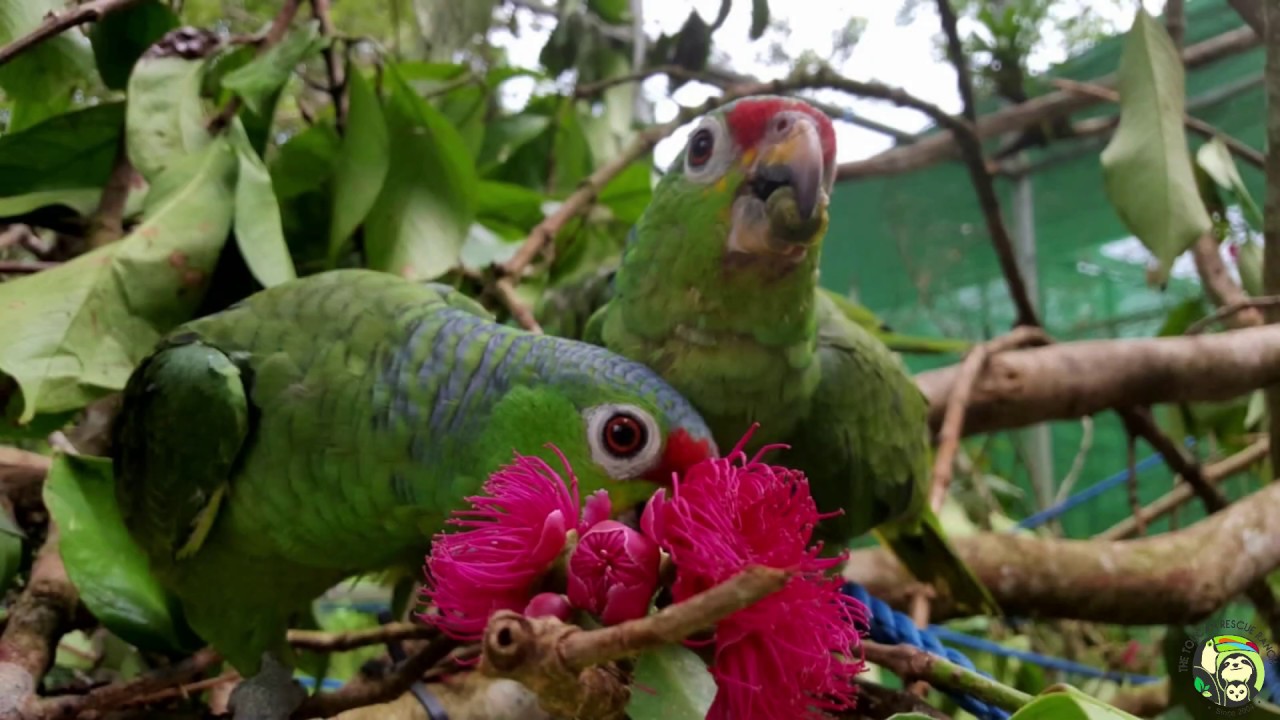 19 Parrots Released into the Wild!