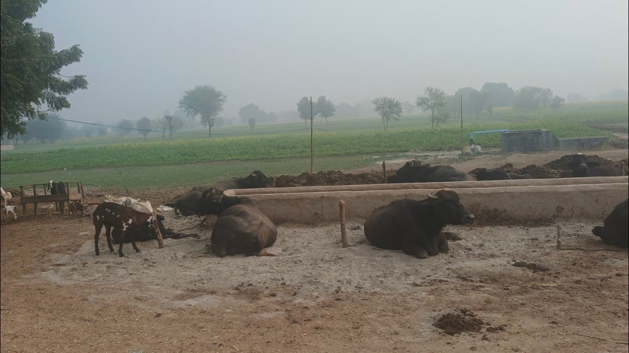 Mera Sohna Punjab