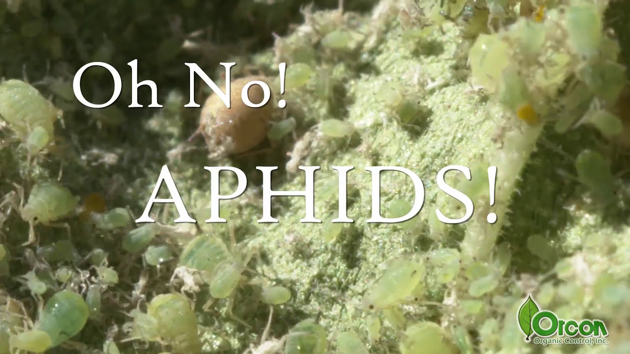 Ladybugs and Lacewings: A Killer Pest Control Combo Against Aphids