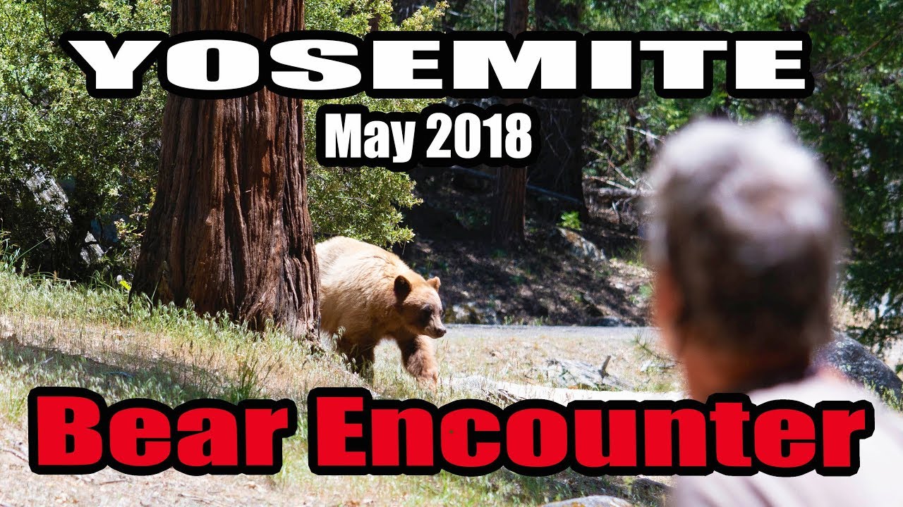 Bear Encounter!! Yosemite May 2018