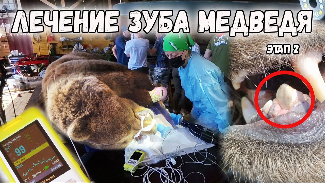 Зуб Мансура спасен! 💊🦷@wildnaturehospital2844‬