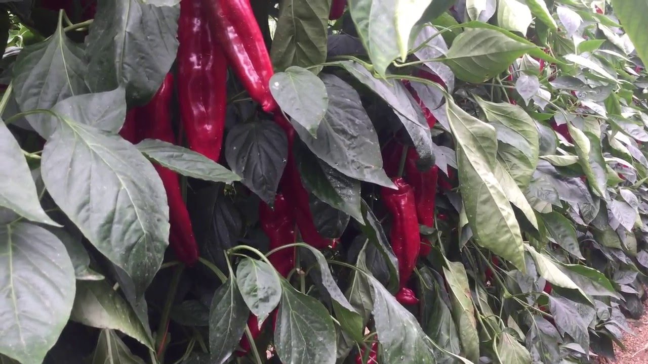 Pimiento italiano ESPECTACULAR! tratado con productos de EDYPRO
