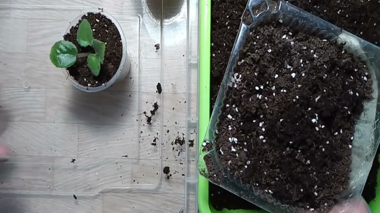 Копия видео 
