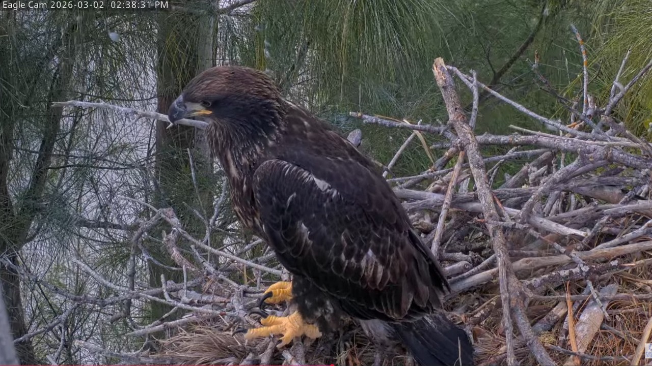 Bald Eaglet (CE14) | Captiva Eagle Cam | PTZ Cam | Connie & Clive | Chat Enabled