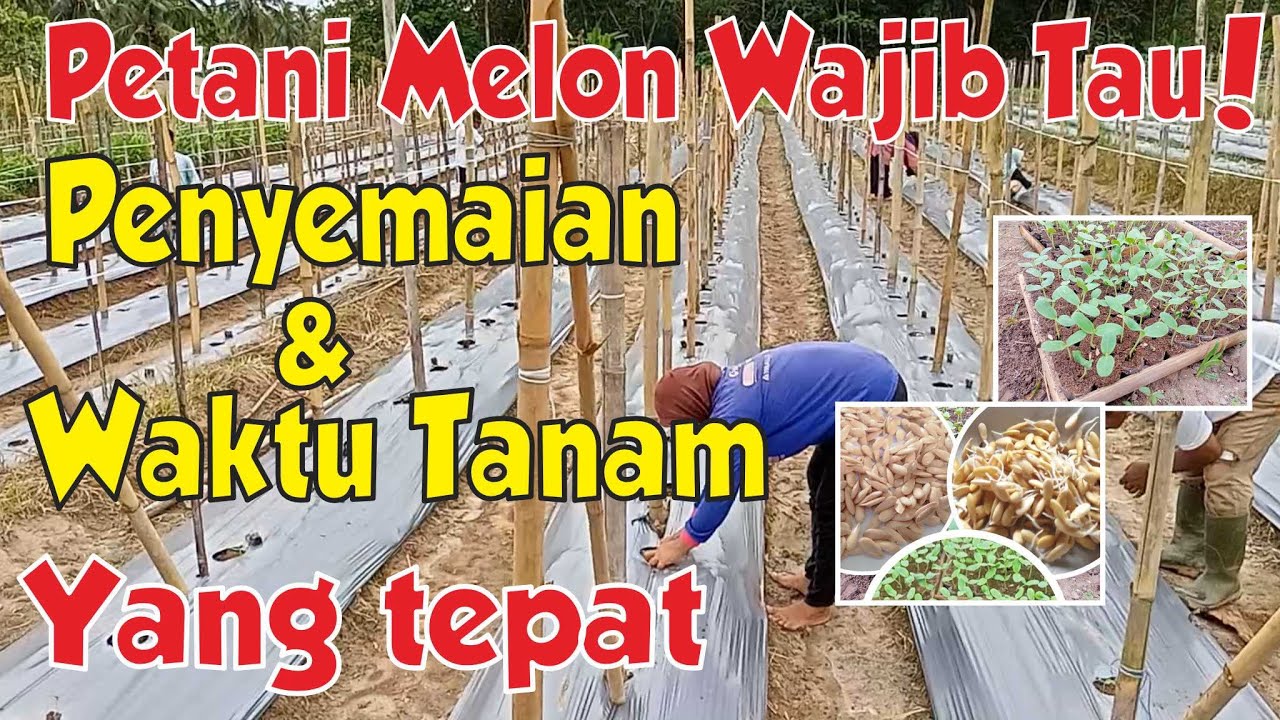Cara Semai Melon dan Perawatan Bibit Melon