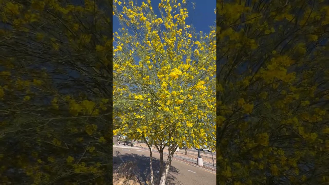 ВЕСЕННИЕ ЦВЕТЫ 🌼🦋✨ Дерево пало-верде в Юме, Аризона #весенниецветы #веснаступила #цветение #весна
