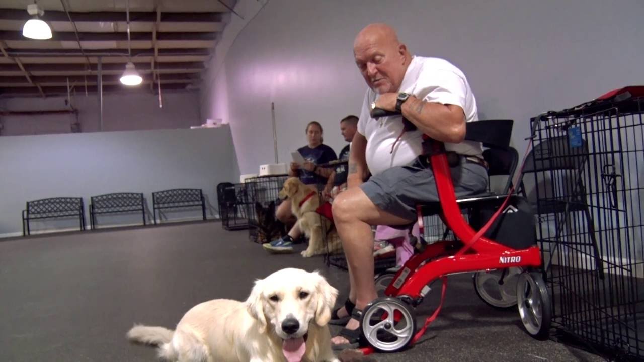 Service Dogs for Veterans
