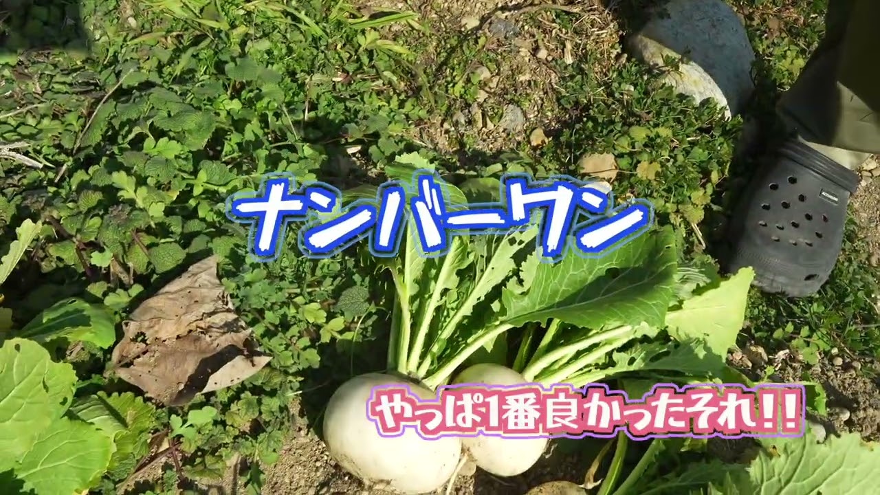 【丸カブ収穫】100均で買った丸カブの種をばら撒いて4ヶ月後