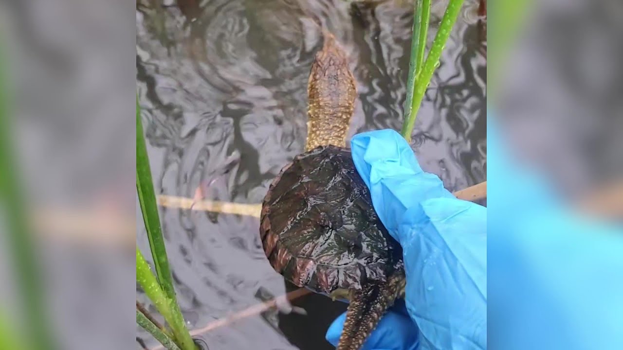 Snapping Turtle Release at the Humber Arboretum