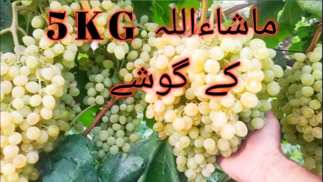 grapes ,sultania C grapes ready for harvest