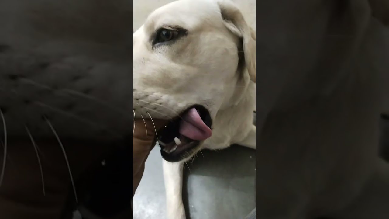Animal videos is live!