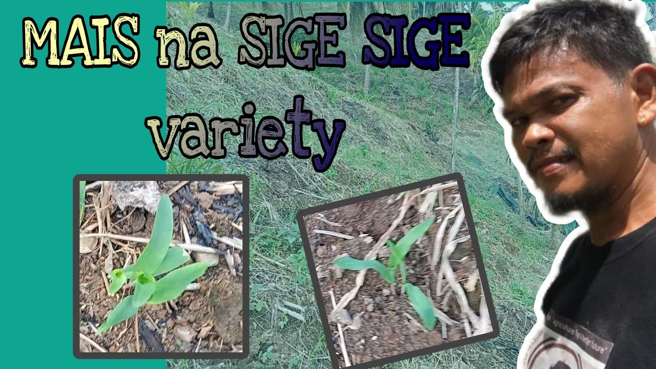 MAIS na SIGE-SIGE variety 1week update