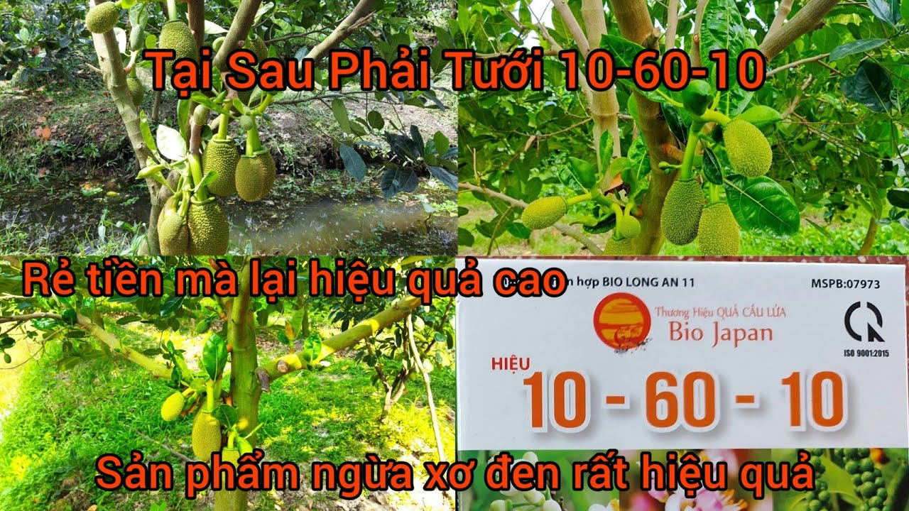 Tại Sau Phải Tưới Gốc 10-60-10 Cho Vườn Mít-Hiệu Quả Cực Mạnh Cho Vườn Mít Thái và Bộ ngừa xơ đen