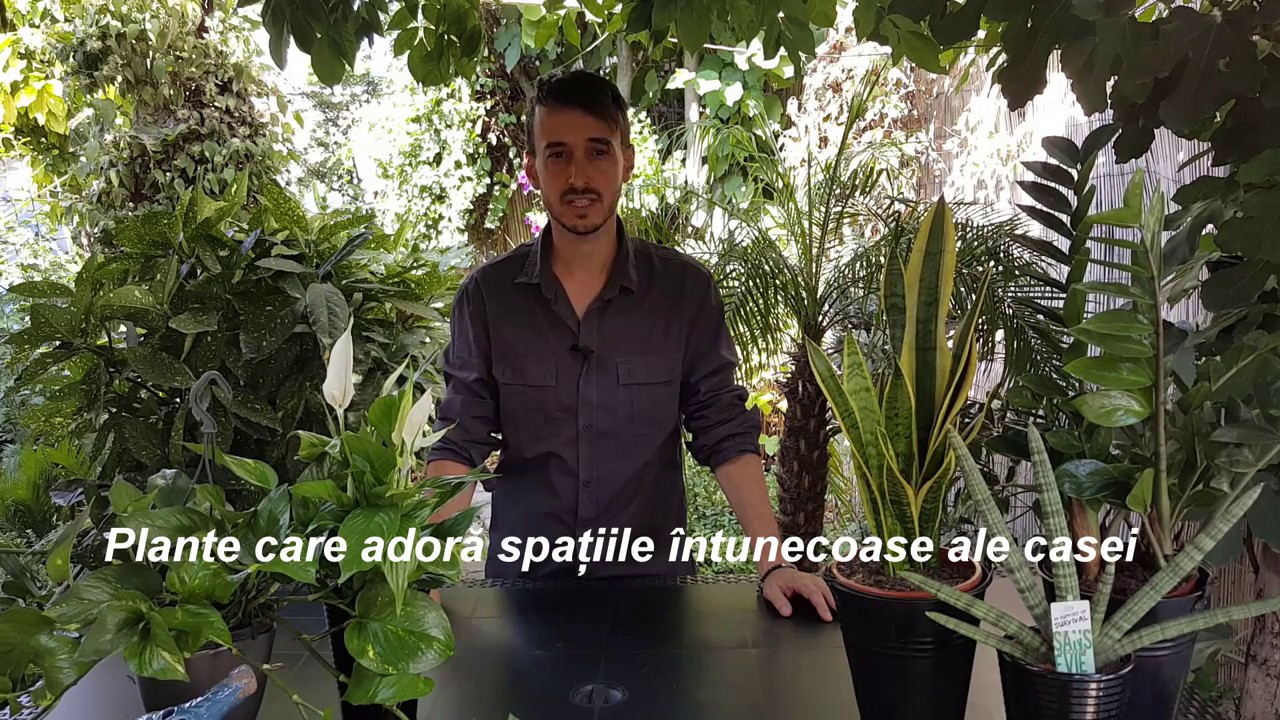 Plante pentru incaperi intunecoase/Indoor plants for low light