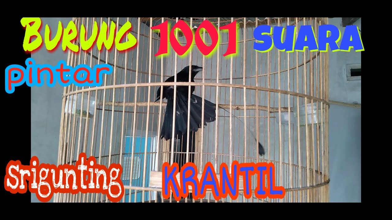 SRIGUNTING KRANTIL,ekor Antena, siburung pintar, gacor,black drongo bird,Dicrurus macrocercus