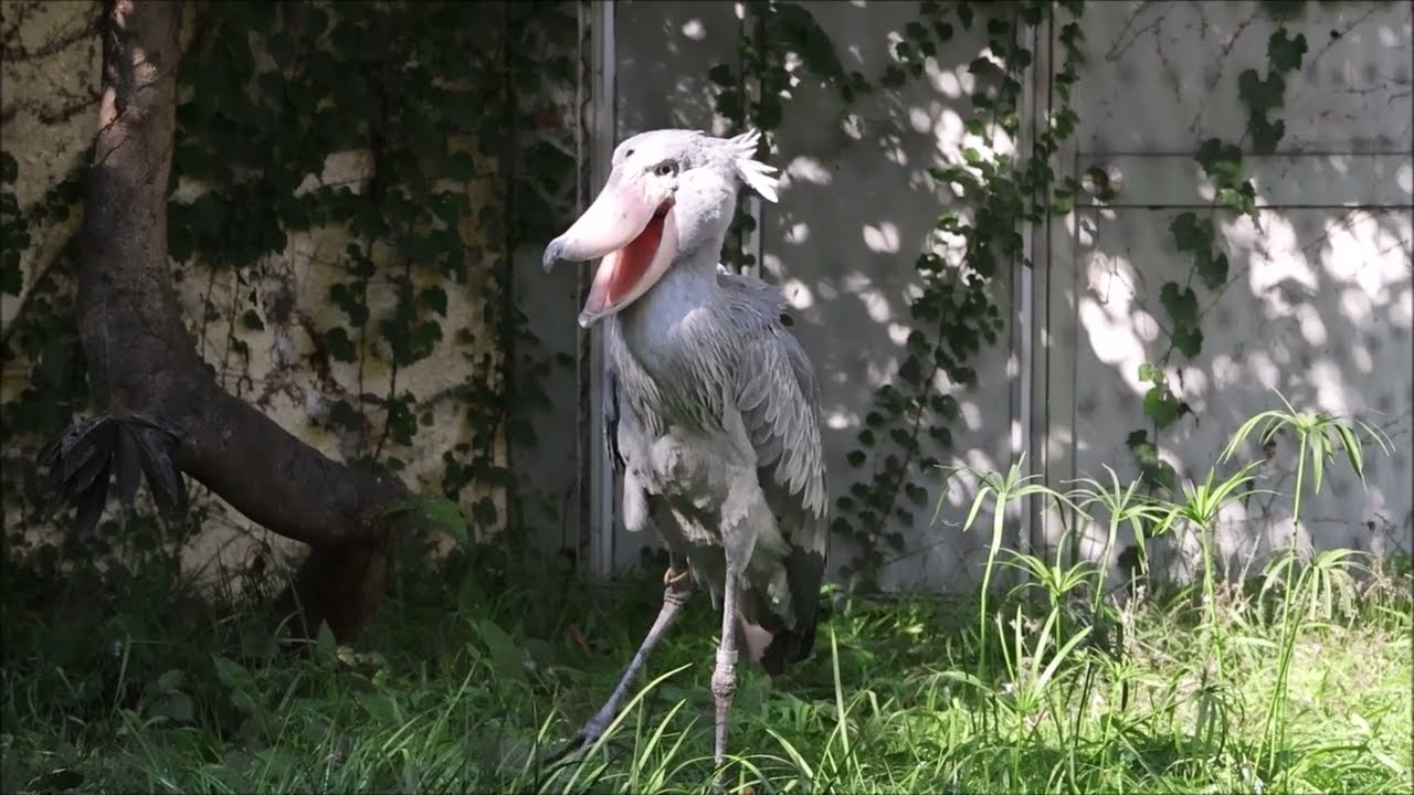 shoebill、来園20周年前日のアサンテ＠上野ハシビロコウ